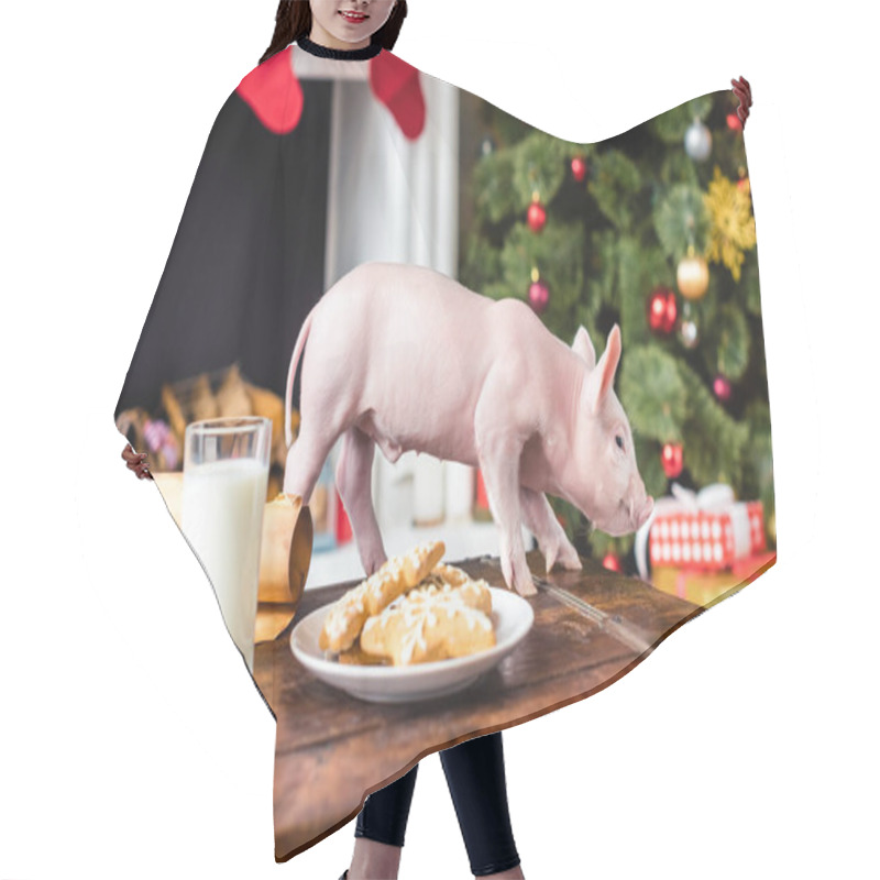 Personality  Cute Little Pig On Wooden Chest With Cookies And Glass Of Milk At Christmas Time Hair Cutting Cape