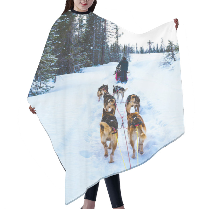 Personality  Dog Sledding With Alaskan Huskies Through A Winter Wilderness. High Quality Photo Hair Cutting Cape