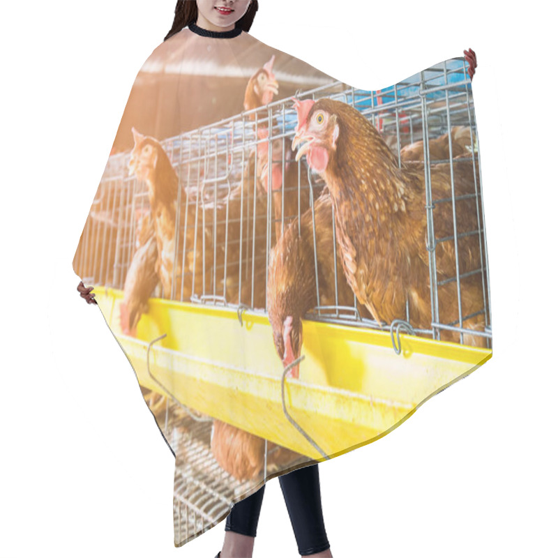 Personality  Laying Chicken Hair Cutting Cape