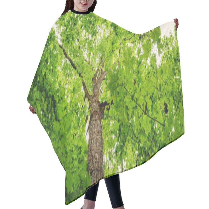 Personality  Old Oak Tree With Green Lush Foliage In Cloudy Summer Day. Hair Cutting Cape