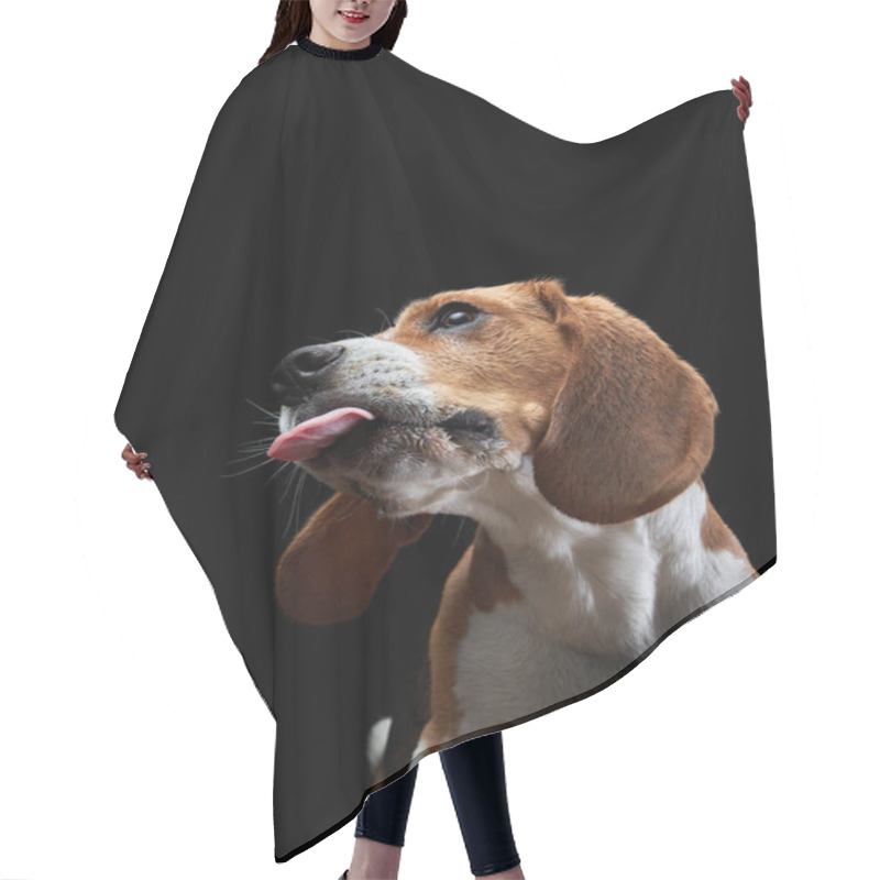 Personality  The Dog Stuck Out Its Tongue. Beagle On Black Background Hair Cutting Cape