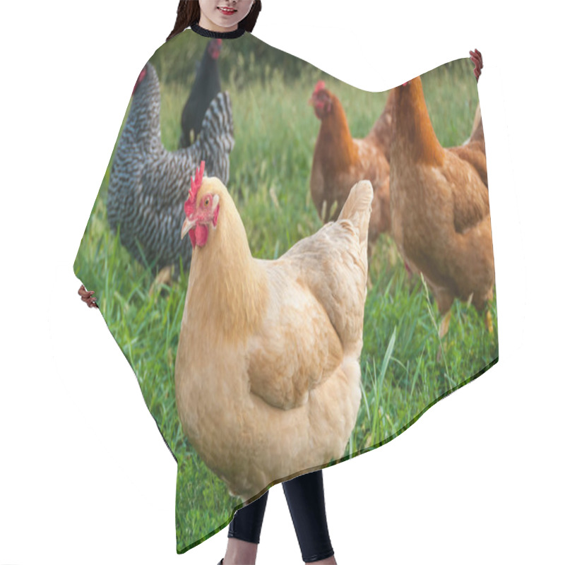 Personality  Some Roaming Chickens Hair Cutting Cape