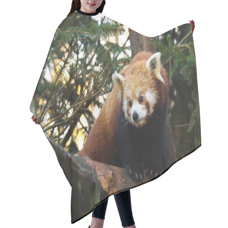 Personality  Red Panda (Ailurus Fulgens) Hair Cutting Cape