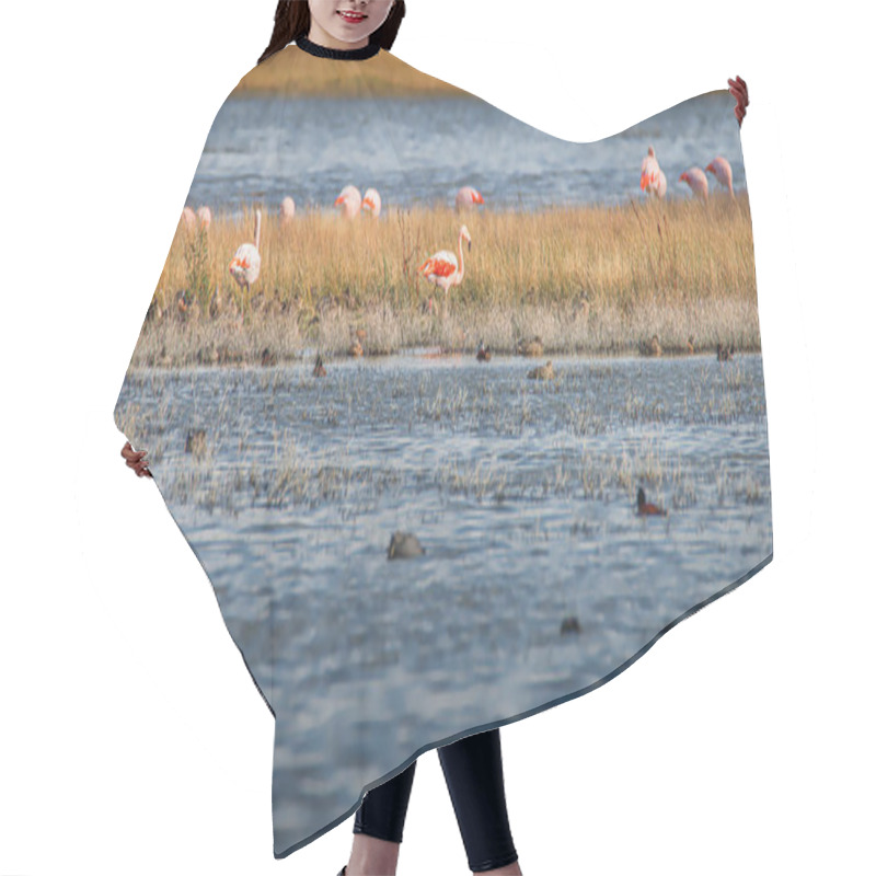 Personality  Colony Of Rosy Flamingos Near Calafate Town, At The Nimez Bird R Hair Cutting Cape