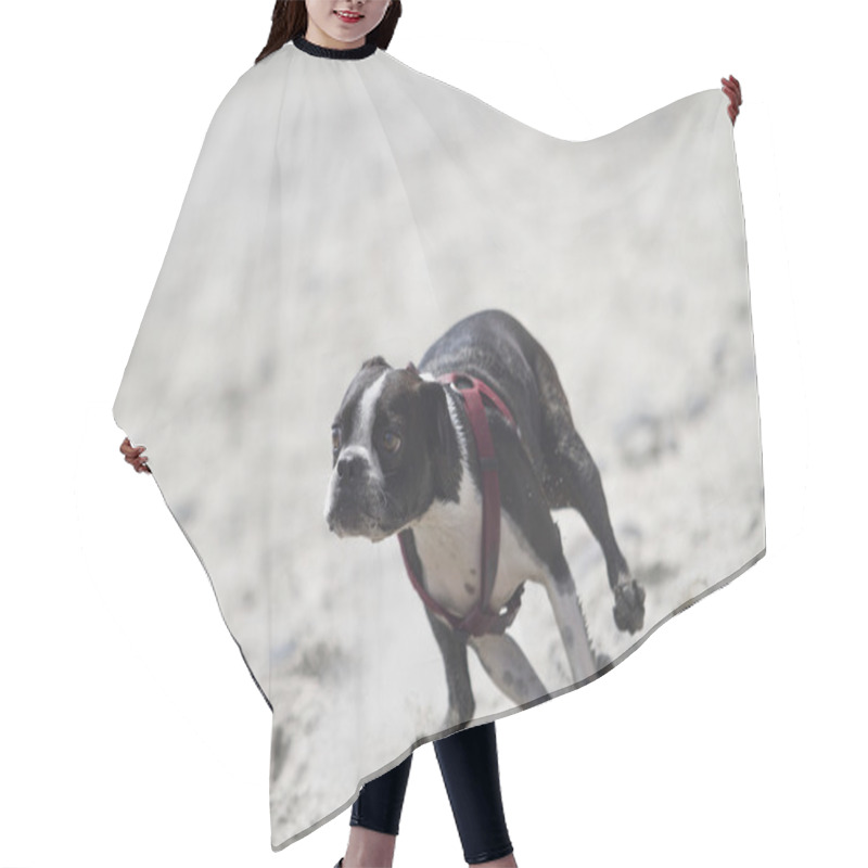 Personality  Racing Terrier Hair Cutting Cape