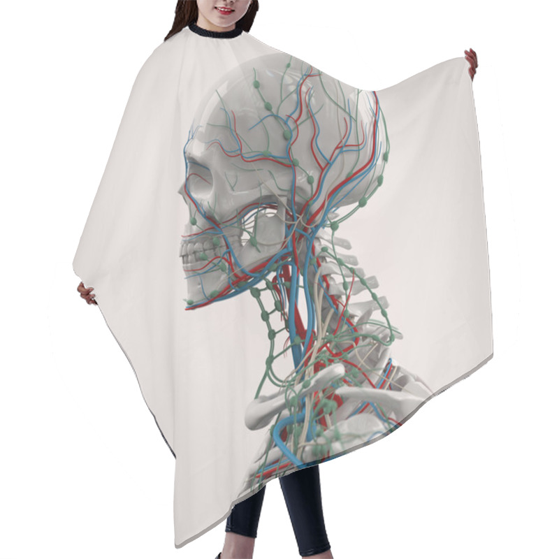 Personality  Human Anatomy Porcelain Skeleton Side View With Veins On Plain White Background. Hair Cutting Cape