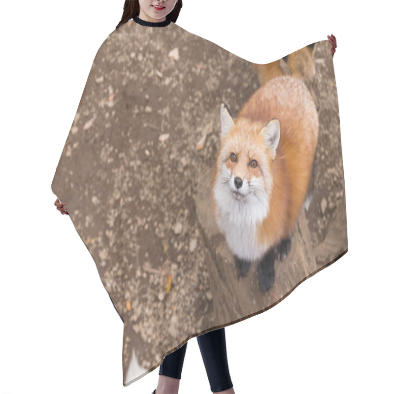 Personality  Cute Fox Looking Up Hair Cutting Cape