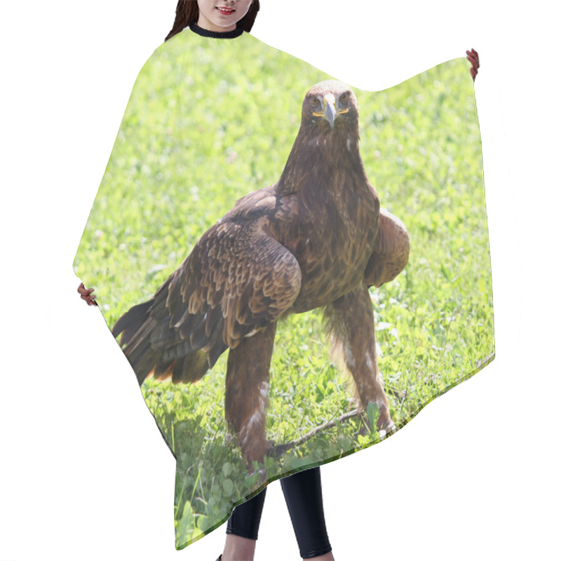 Personality  Golden Eagle With A Yellow Beak And Bright Eyes Hair Cutting Cape