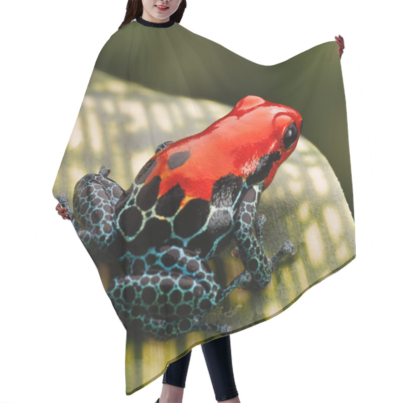 Personality  Red Poison Dart Frog Hair Cutting Cape