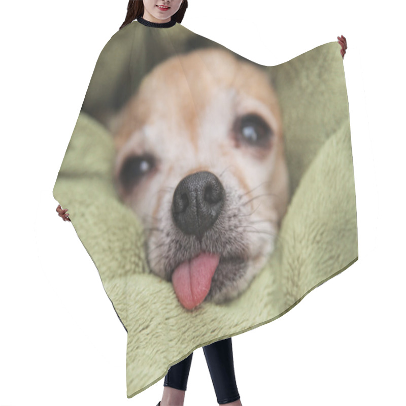 Personality  Chihuahua In Blanket With Tongue Out Hair Cutting Cape