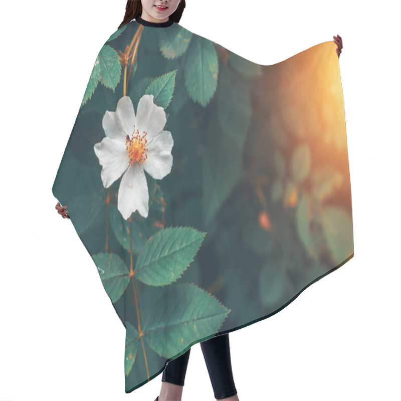 Personality  The Blossoms Of Wild Roses. Flower Closeup. Hair Cutting Cape