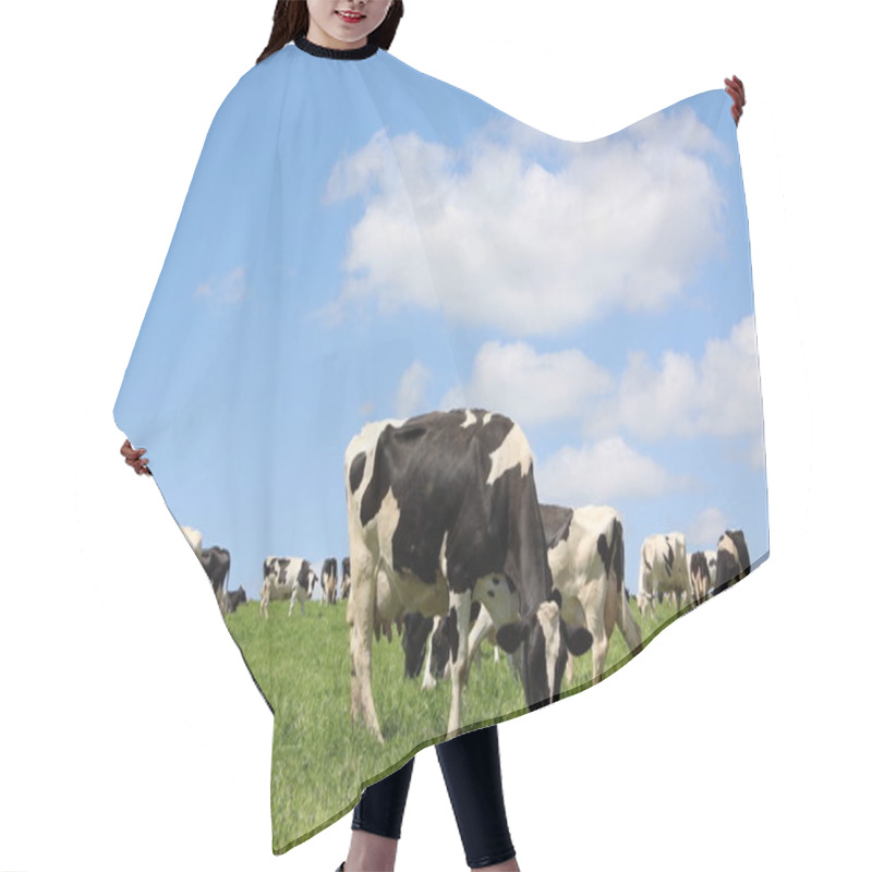 Personality  Grazing Dairy Cattle Hair Cutting Cape