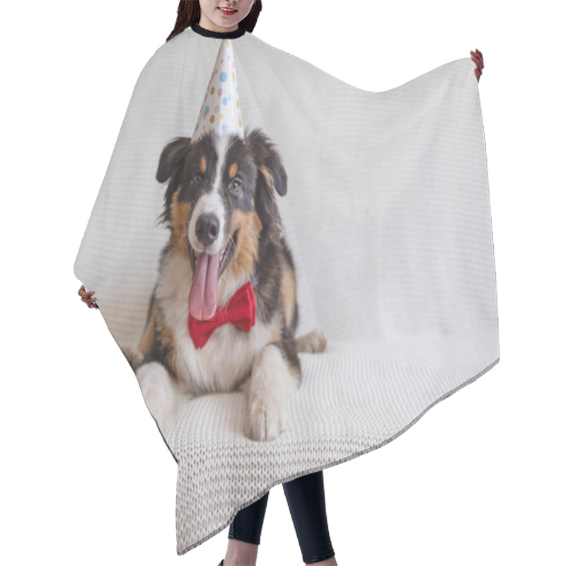 Personality  Australian Shepherd Puppy Dog In Party Hat With Bow Tie. Happy Birthday Hair Cutting Cape