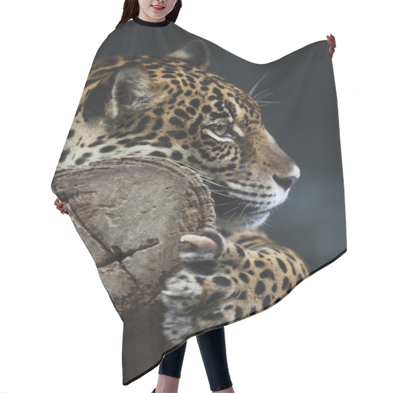 Personality  Portrait Of Leopard Hair Cutting Cape