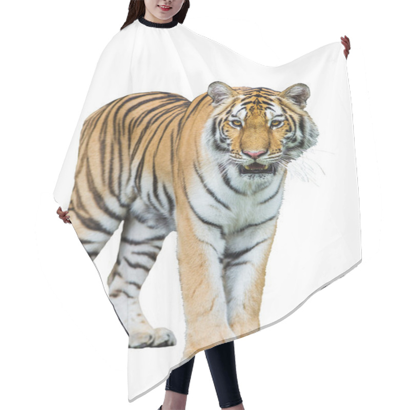 Personality  Tiger Isolated On White With Clipping Path Hair Cutting Cape