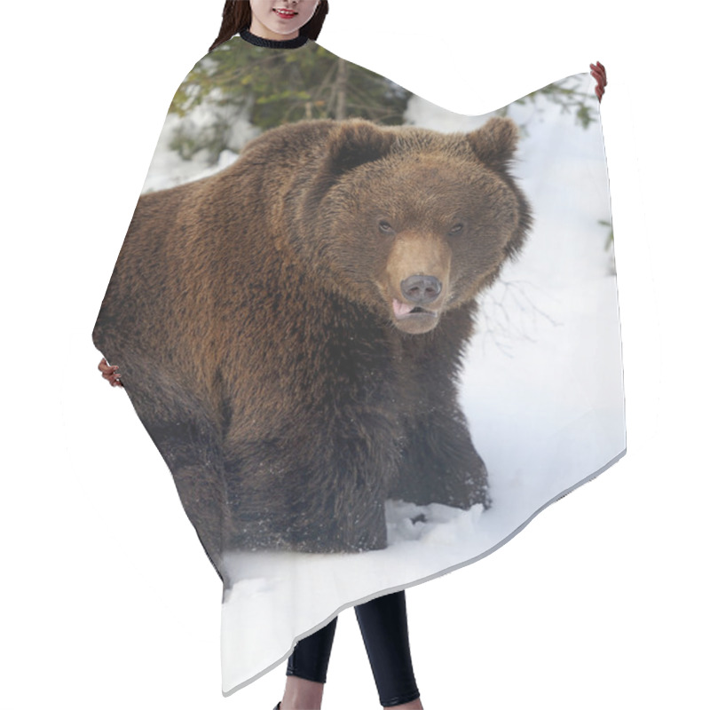 Personality  Bear In Winter Hair Cutting Cape