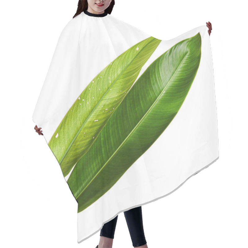 Personality  Strelitzia Reginae, Heliconia, Bird Of Paradise Foliage Isolated On White Background, With Clipping Path Hair Cutting Cape