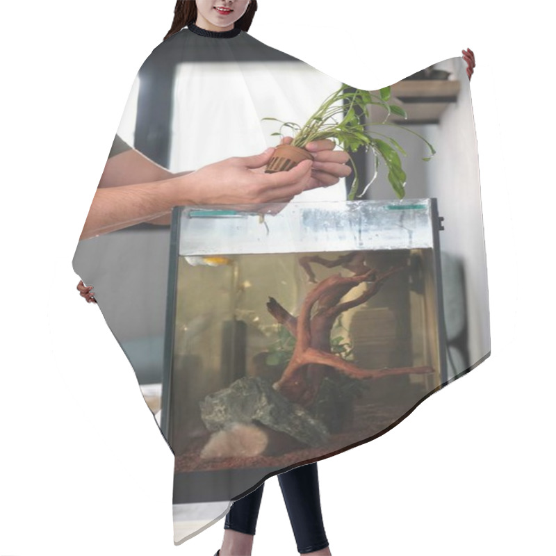 Personality  Man Hands Planting New Water Plant, Cryptocoryne X Willisii, In Aquarium At Home. Hair Cutting Cape