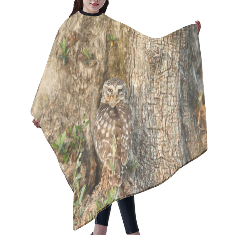 Personality  Little Owl In Love Hair Cutting Cape