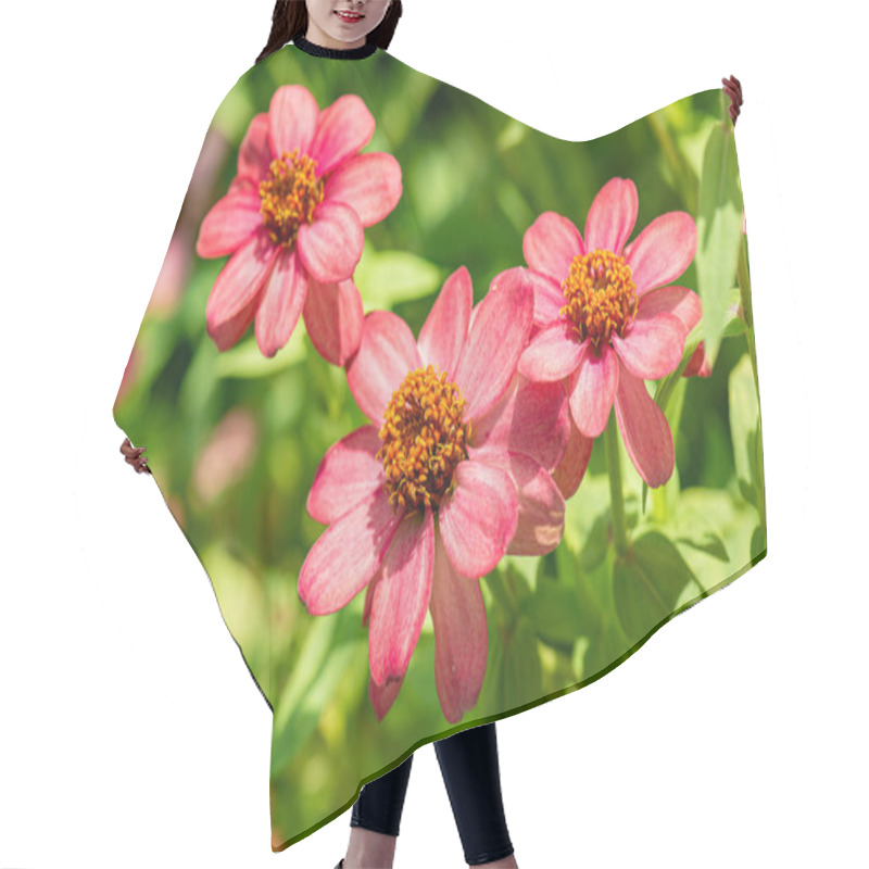 Personality  Zinnia Flower With Natural Background, Thailand. Hair Cutting Cape