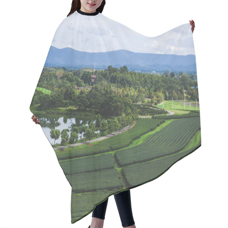 Personality  Aerial View Of Green Tea Plantation At Thailand On Sunny Day Hair Cutting Cape