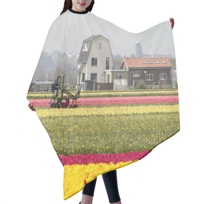 Personality  Noordwijkerhout, The Netherlands, April 15, 2019: Flower Bulb Cultivator At Work On An Agricultural Vehicle In Colorful Tulip Fields With Farm Buildings In The Background Hair Cutting Cape