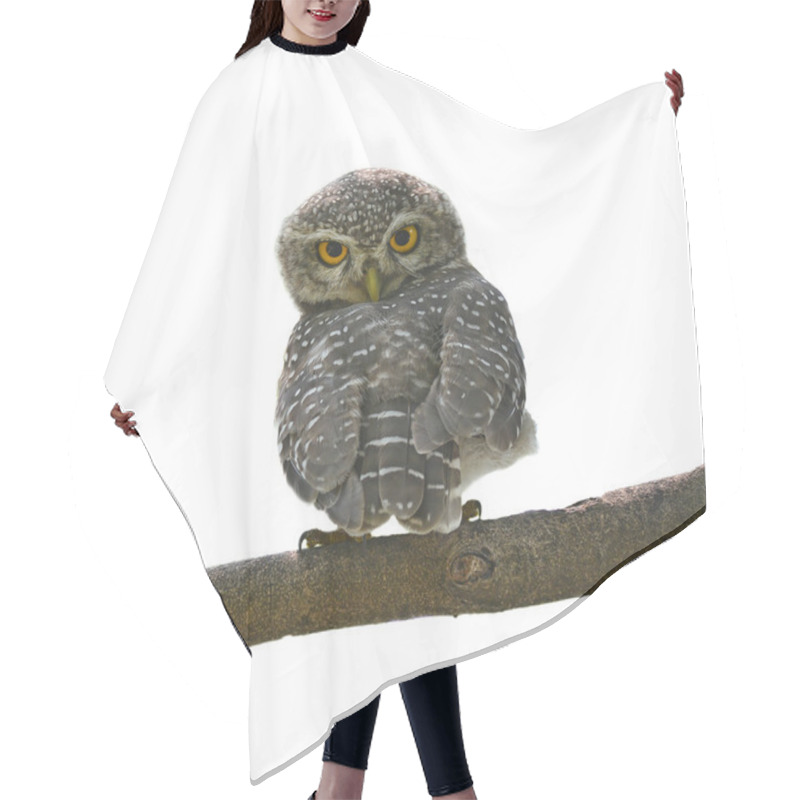 Personality  Spotted Owlet Hair Cutting Cape