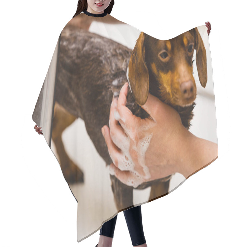 Personality  Woman Taking Care Of Her Little Dog. Female Washing, Cleaning Dachshund Under The Shower. Animals Hygiene Concept. Hair Cutting Cape