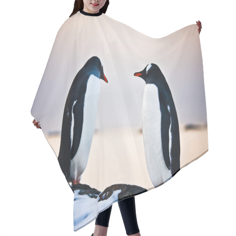 Personality  Two Identical Penguins Resting Hair Cutting Cape