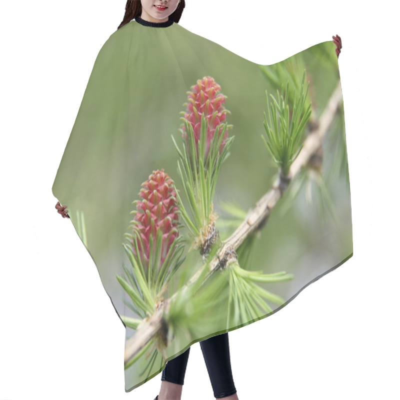 Personality  New Larch Cone In Spring Hair Cutting Cape