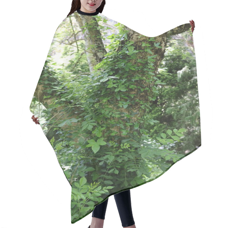 Personality  Tree Trunk Covered With Lush Green Ivy In A Dense Forest. Hair Cutting Cape