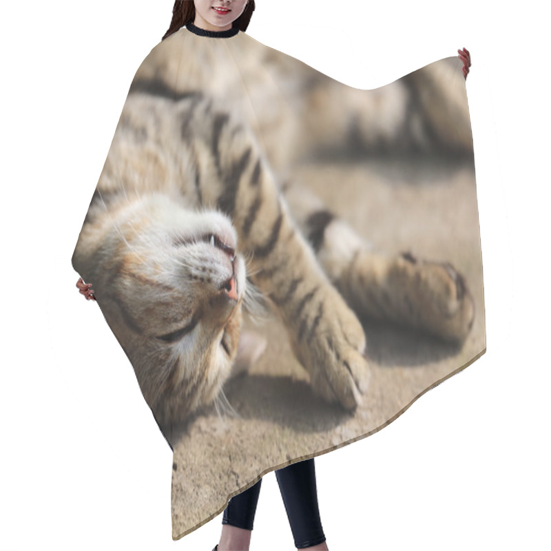 Personality  Happy Sleeping Cat Hair Cutting Cape