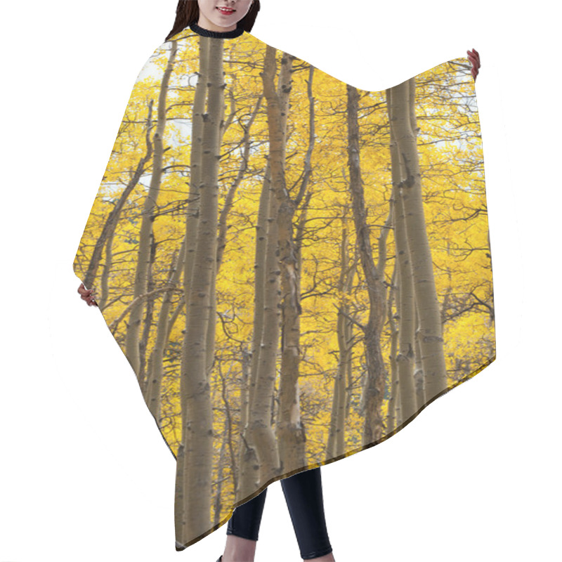 Personality  Aspen Forest In Fall Hair Cutting Cape