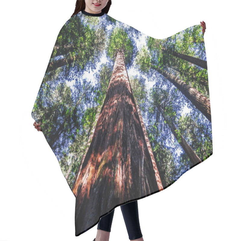 Personality  Ancient Redwood In The Forest. Sunlight Through The Branches. A  Hair Cutting Cape