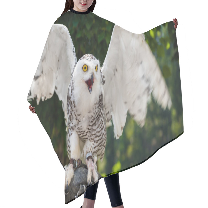 Personality  Snowy Owl Sitting On Falconry Glove With Wings Spread Out On Dark Background Hair Cutting Cape