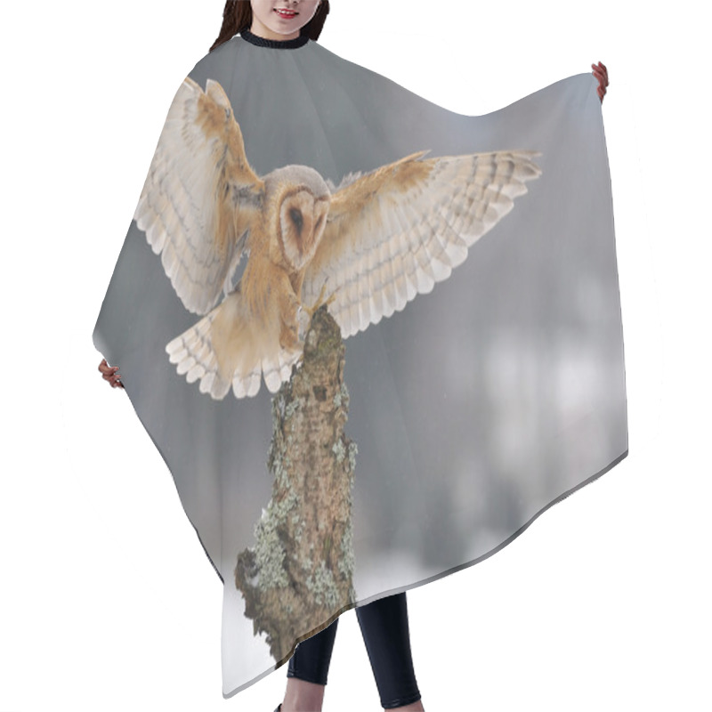 Personality  Barn Owl Landing To Spike Hair Cutting Cape