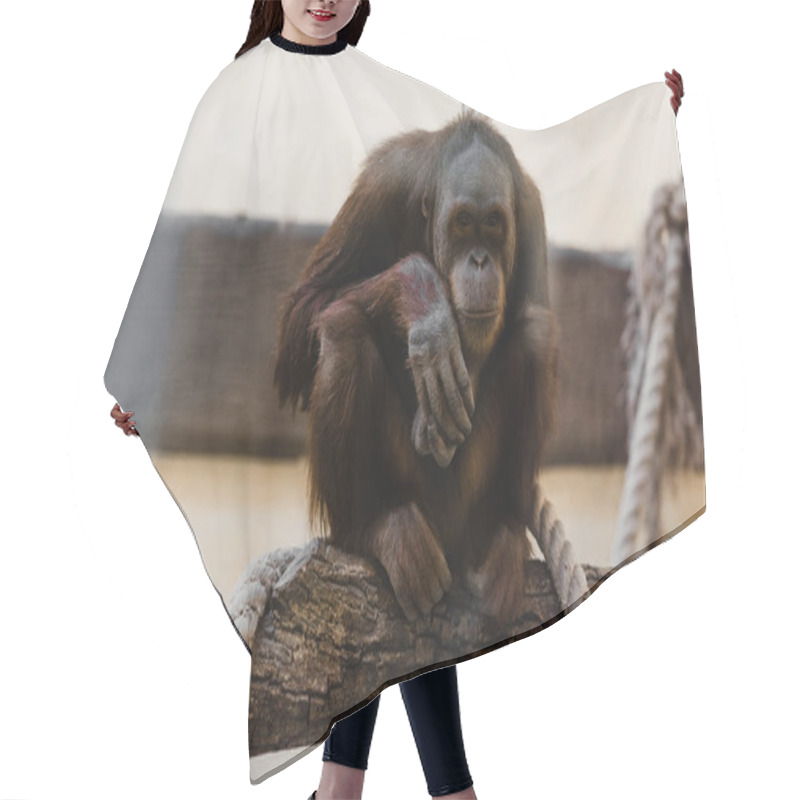 Personality  Cute Monkey Sitting Near Ropes On Tree  Hair Cutting Cape