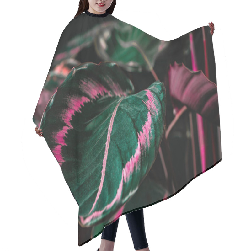 Personality  Botanical Calathea Plant With Green And Pink Leaves, On Black Hair Cutting Cape