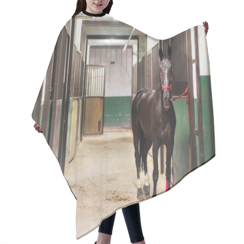 Personality  Horse In The Stable Hair Cutting Cape