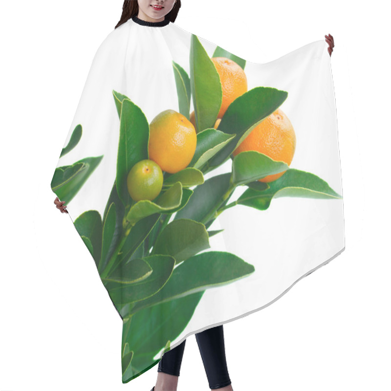 Personality  Tangerine Tree Hair Cutting Cape