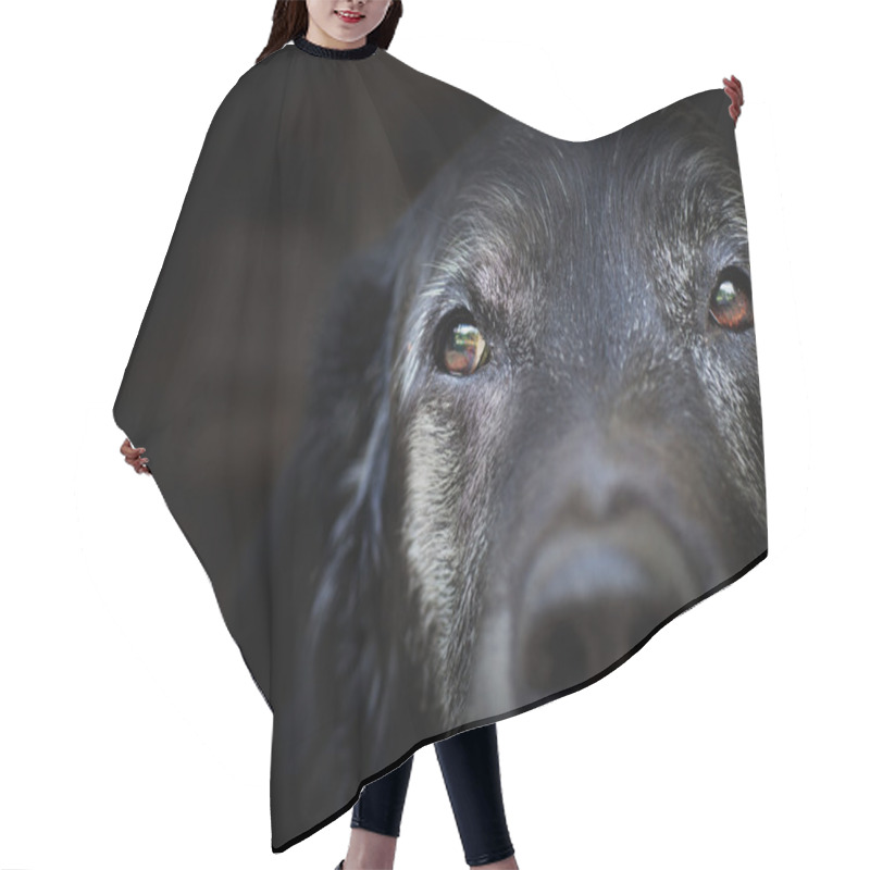 Personality  Old Labrador Retriever. Hair Cutting Cape