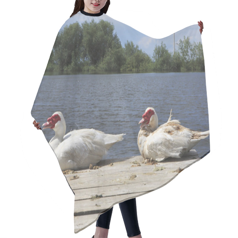 Personality  Muscovy Ducks Near Lake. Hair Cutting Cape