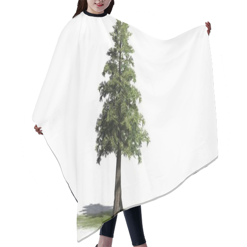 Personality  Western Red Cedar Tree On A Green Area - Isolated On White Background Hair Cutting Cape