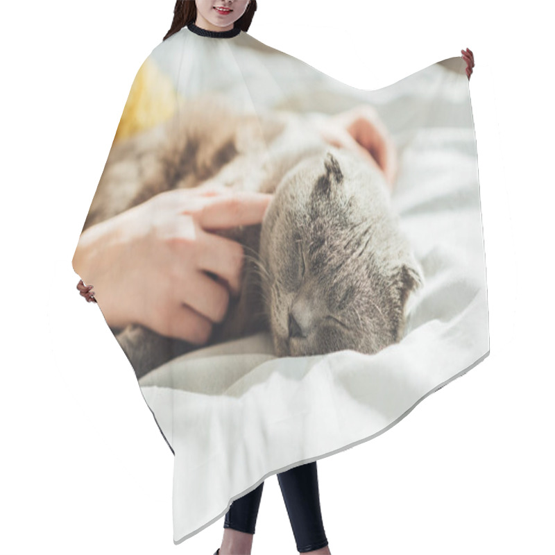 Personality  Partial View Of Young Woman Holding Scottish Fold Cat At Home Hair Cutting Cape