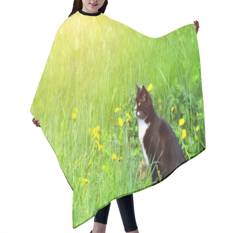 Personality  Cute Black And White Cat On Summer Lawn. Horizontal Sunny Background With Kitty, Green Grass And Dandelions. Copy Space For Text Hair Cutting Cape