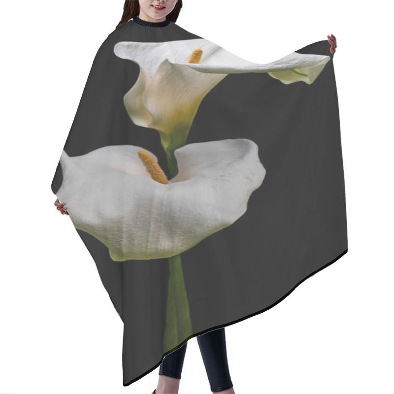 Personality  White Calla Lilly Flower Isolated On Black Background. Copy Space. Hair Cutting Cape