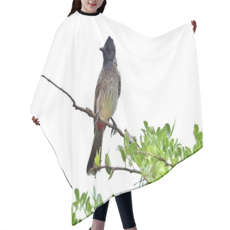 Personality  Bird On The Branch Of Tree Hair Cutting Cape