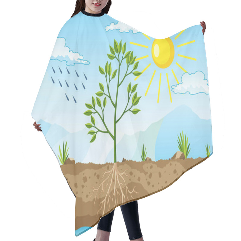 Personality  Photosynthesis As A Process Of Tree Produce Oxygen Using Rain And Sun. Process Of Photosynthesis In Plant. Colorful Biology Illustration For Education In Flat Style Hair Cutting Cape