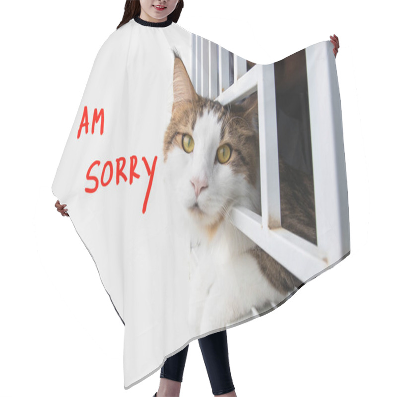 Personality  I Am Sorry Message Words With Cat Looking On Background White Hair Cutting Cape