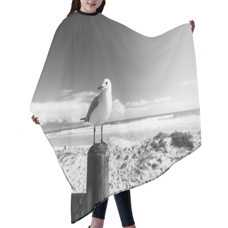 Personality  Bird Seagull Beach Black White Hair Cutting Cape